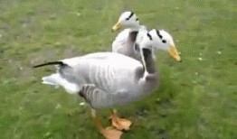 吃瓜娱乐鸭,揭秘娱乐圈幕后故事