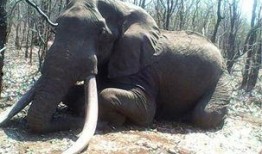 大象新闻爆料管用不,权威性如何，效果见真章