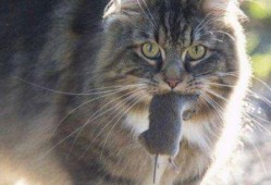 多肉小野猫免费吃瓜,揭秘植物界的甜蜜诱惑