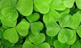 三叶草吃瓜说娱乐,娱乐圈幕后趣闻大揭秘