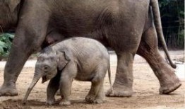 大象新闻爆料管用不,权威性如何，效果见真章