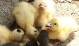 吃瓜娱乐鸭,揭秘娱乐圈幕后故事