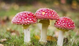 吃瓜爆料蘑菇视频,吃瓜爆料蘑菇视频带你探秘幕后真相