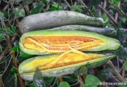 诸暨网红吃瓜事件真相是真的吗,真相揭秘，还原事件始末