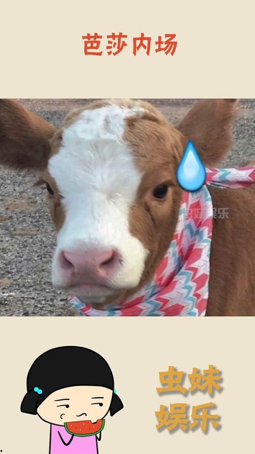 娱乐吃瓜酱是谁我不说